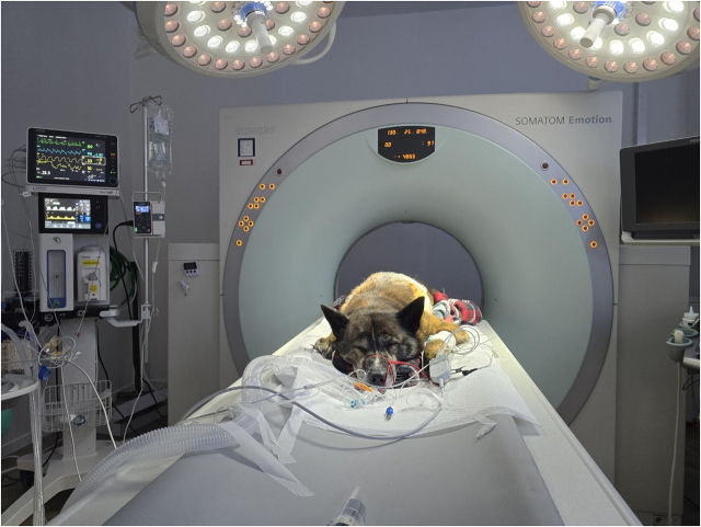 최근 동물 병원의 트랜드는 대형화와 첨단화, 그리고 전문화에 있다. CT, MRI 등의 첨단 의료 장비들을 도입하고 종양수술, 심혈관수술, 항암치료 등 진료 영역이 점차 더 넓혀지고 있다.