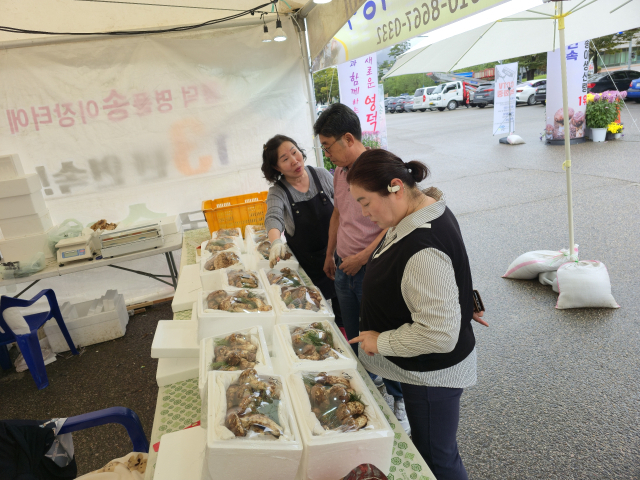 영덕송이장터를 찾은 관광객이 송아를 고르고 있다. 영덕군 제공