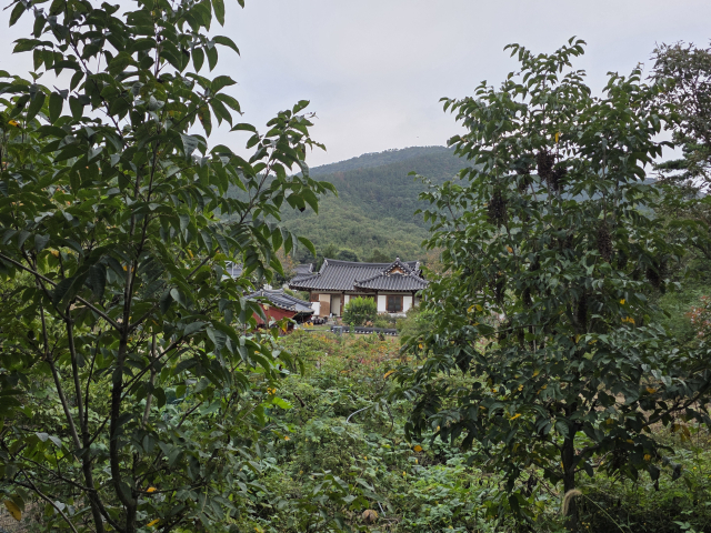 대구 동구 둔산동 옻골의 옻나무 사이로 기와집이 보인다. 옛날 많았던 옻나무는 사라지고 주민이 밭에 심어놓은 크지 않는 옻나무만 몇 그루가 있다.