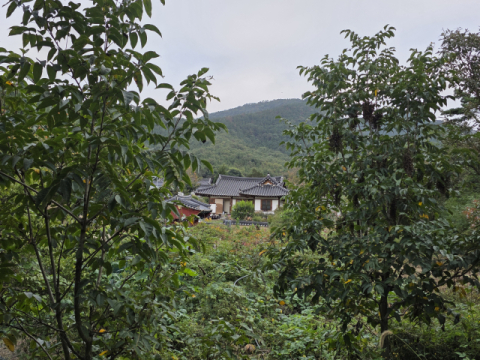 [이종민의 나무오디세이] 병 주고 약 주는 '옻나무', 화려한 가을 변신