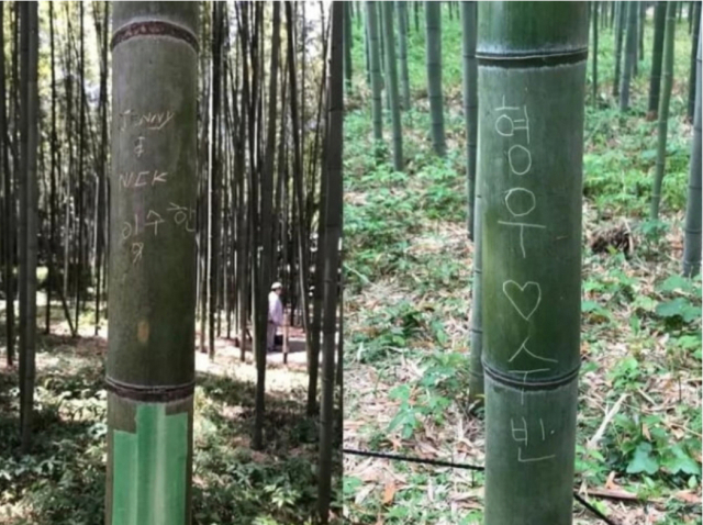 일본 교토 명소 아라시야마 대나무숲 길의 대나무에 한글로 된 낙서가 발견돼 논란이다. 서경덕 교수 제공