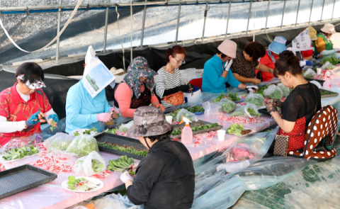 [포토뉴스]성주참외 접목…품앗이로 정 나누며 풍년농사 기원