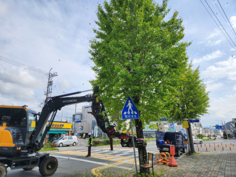고약한 악취 '가을 불청객' 은행 열매…의성군, 진동수확기 시범 운영 