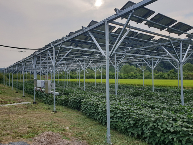 (주)비에스텍이 성공적으로 구축한 파주 영농형 태양광 실증단지. 태양광 패널 하부에서 콩이 왕성하게 자라고 있어, 농업과 신재생에너지가 완벽한 공존을 이루는 성공적인 모델임을 보여준다. 비에스텍 제공