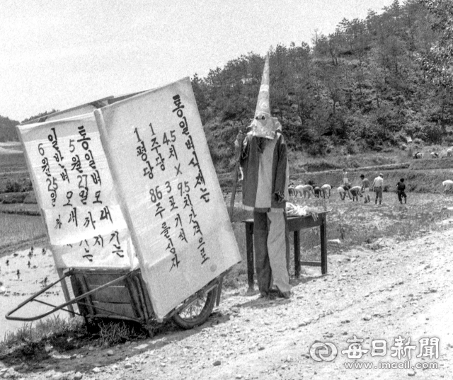 1974년 5월 통일벼 저온피해를 막기 위한 모내기 시한작전에 따라 경북 풍기읍 미곡동 모내기 현장에 5월 27일까지 모내기를 끝내자는 