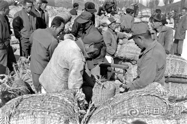 1974년 11월 15일 경북 금릉군(현 김천시) 어모면 추곡수매장에서 농민들이 벼 가마니 중량974년 11월 15일 경북 금릉군(현 김천시) 어모면 추곡수매장에서 농민들이 벼 가마니 중량(54Kg)을 점검하고 있다. 사진=매일아카이빙센터