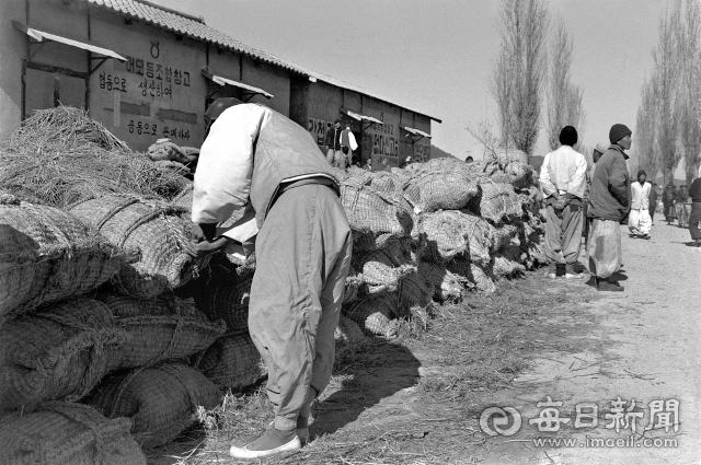 1974년 11월 15일 경북 금릉군(현 김천시) 어모면 추곡 수매장에서 한 농민이 수매용 벼 가마니를 정리하고 있다. 사진=매일아카이빙센터