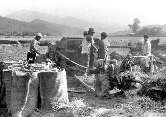 1976년 10월 11일 경북 한 들판에서 농민들이 탈곡기로 벼를 탈곡해 가마니에 담고 있다. 사진=매일아카이빙센터