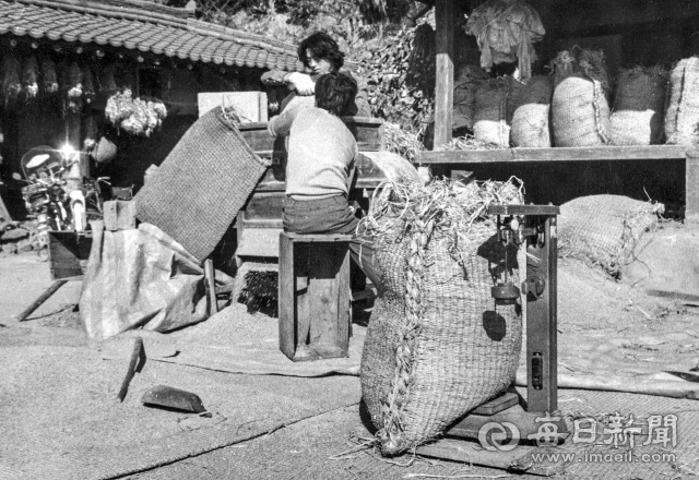 1979년 11월 16일 추곡수매를 앞두고 경북 한 농가 주민들이 풍구로 바람을 일으켜 벼 알곡을 골라내고 있다. 당시 수매용 벼 한 가마니 정량은 가니를 포함해 54kg 이었다. 사진=매일아카이빙센터