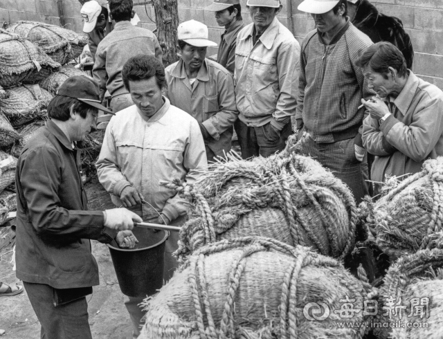 1981년 11월 경북 한 추곡수매장에서 농민들이 검사원의 등급 판정을 지켜보고 있다. 사진=매일아카이빙센터