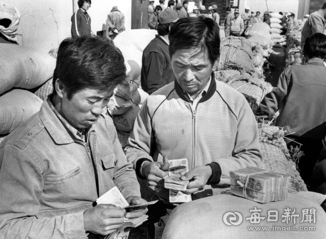 1982년 11월 2일 경북 상주 사벌면 추곡 수매에서 농민들이 헐값에 수매된 통일벼 수매 대금을 세고 있다. 통일벼는 밥맛이 떨어지는데다 병해중에도 약해 농민들로부터 점차 인기가 시들해 지면서 1992년 역사속으로 사라졌다. 사진=매일아카이빙센터