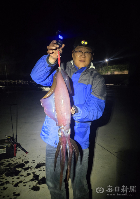 울릉도서 1m급 대물 무늬오징어 잡혀