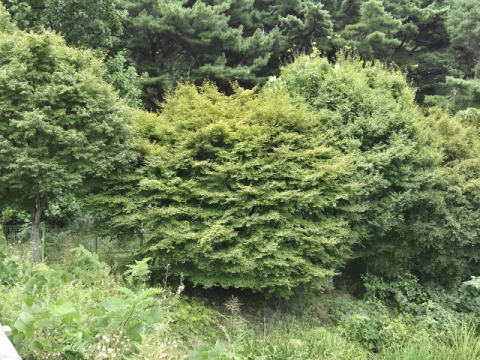 다음 주 '더 강한 추위' 시작…푸르던 단풍잎도 울긋불긋 물들듯