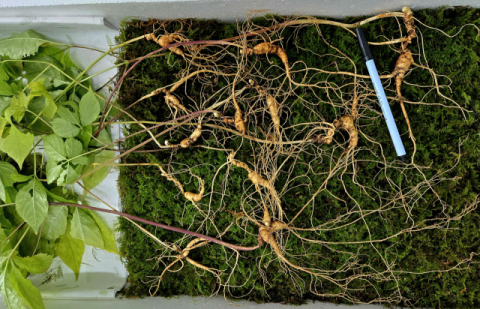 지리산서 '심봤다' 천종산삼 24뿌리…감정가 1억2천800만원