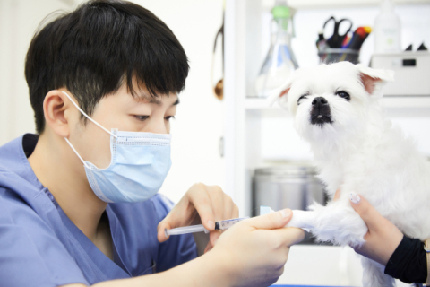 수술이 어려운 반려동물 종양, 전기 항암치료 ECT란? [반려동물 건강톡톡]