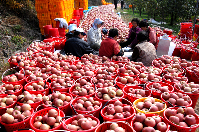 경북 청송군은 전국에서 최고의 몸값을 자랑하는 청송사과 생산지다. 매일신문 DB