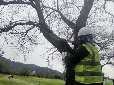 밀양시시설관리공단, 수목 외과수술로 노거수 생명 연장