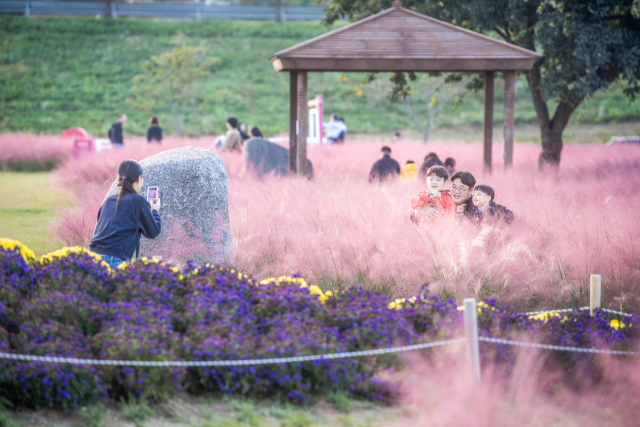 경북 구미 낙동강체육공원에 식재된 핑크뮬리와 이스타 국화. 구미시 제공