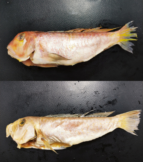 바가지도 모자라…'가격 4분의 1' 가짜 옥돔 팔아 9천만원 챙긴 제주 음식점 철퇴