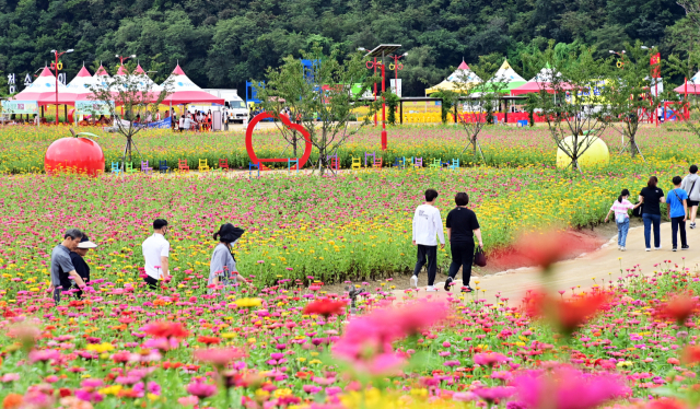 전국 최대 규모의 백일홍 화원 