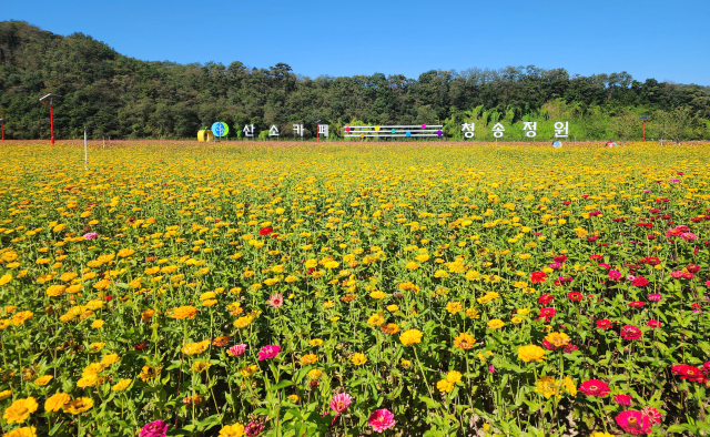 전국 최대 규모의 백일홍 화원 