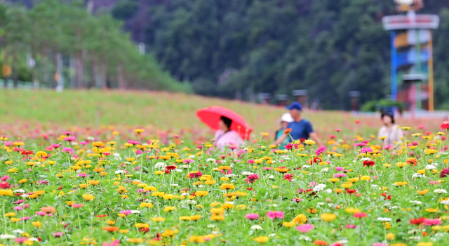 전국 최대 규모의 백일홍 화원 