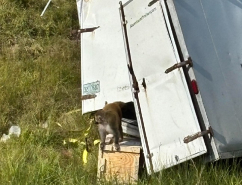 美서 교통사고로 '바이러스 감염' 실험실 원숭이 무리 탈출