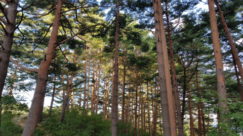 울진금강송 산지농업, 세계중요농업유산 인증서 받아