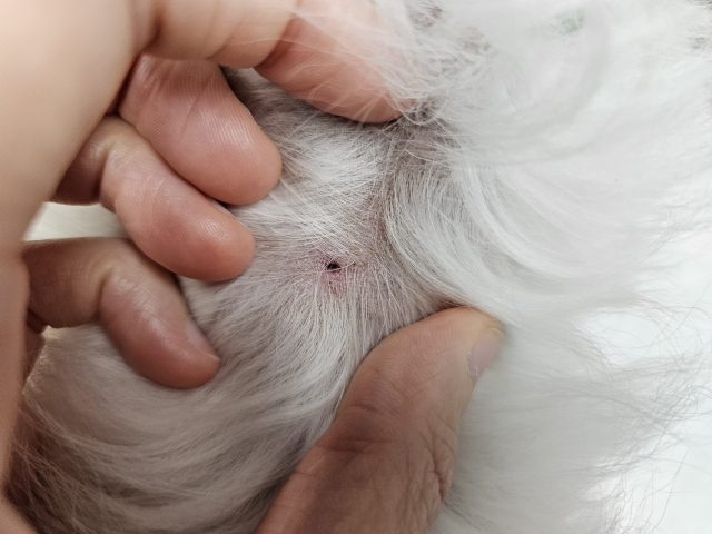 강아지 몸에 달라붙은 진드기. 바른동물의료센터 제공