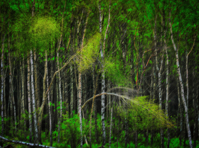 이만우, 자작, 2025.