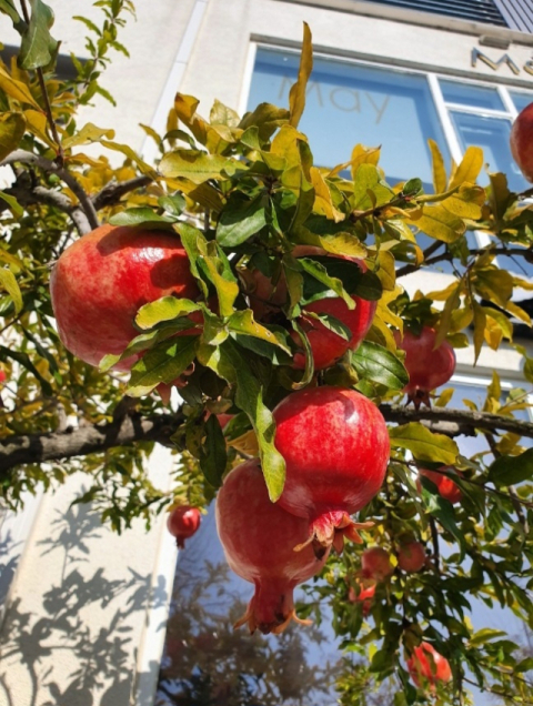 [함께 꿈꾸는 시] 정경자 '시월'