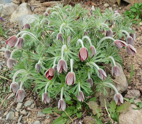 [함께 꿈꾸는 시] 문성희 '백두옹(白頭翁) 사랑'