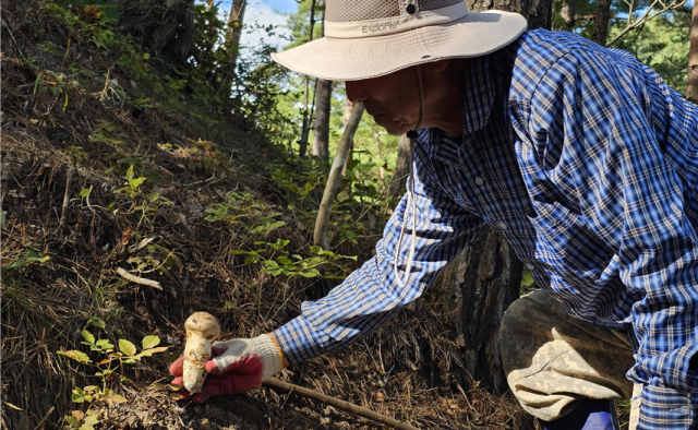 울진 금강송 산지농업, FAO 세계중요농업유산 공식 인증