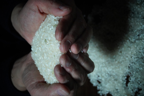 [문화식객 이춘호의 미각기행] 쌀의 인문학 (하)