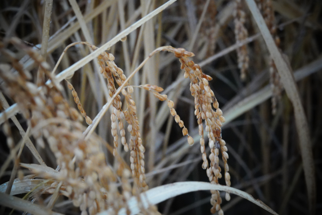 벼가 흰쌀이 될 때까지 여러 단계를 거치게 된다. 우선 