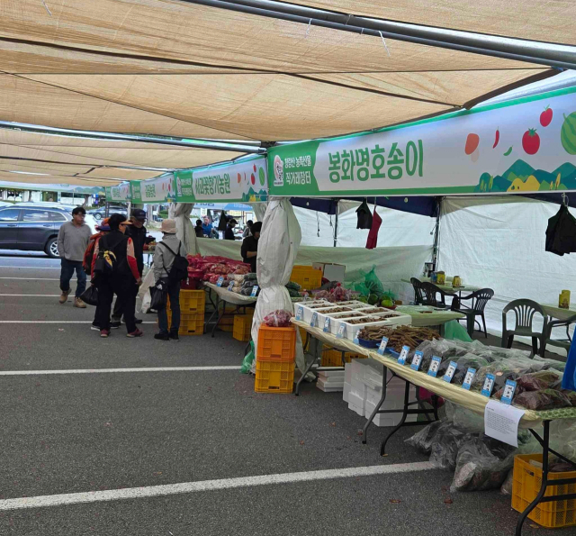 봉화군은 지난달 25일부터 청량산 종합상가지구 주차장 일원에서 