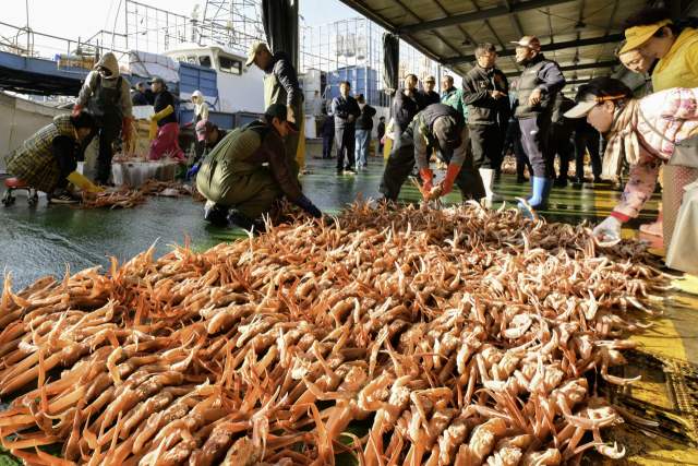 지난 3일 영덕 강구항 위판장에서 올해 첫 영덕대게가 모습을 드러냈다. 영덕군 제공