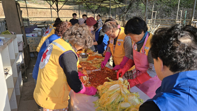 봉사자들이 이른 새벽부터 사랑의 김장김치를 담고 있다. 마경대 기자