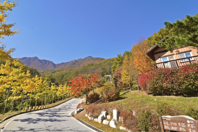 국립산림치유원이 가을 단풍으로 물들다. 국립산림치유원 제공