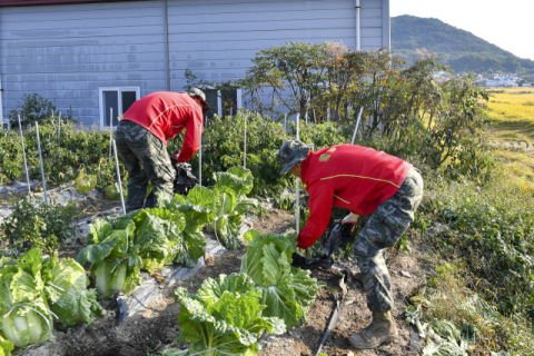 해병대 1사단 장병 3천409명 가을 농번기 농가 일손 돕기에 구슬땀