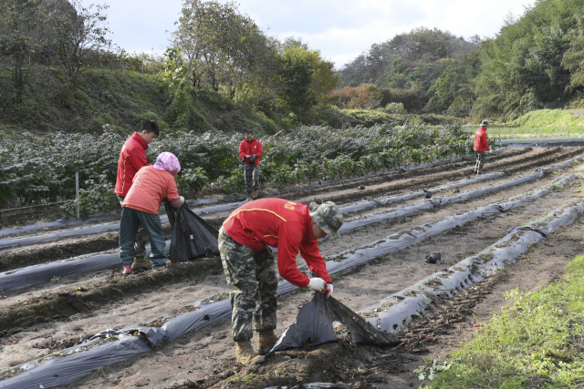 해병대 장병들이 가을철 농가 일손 돕기에 구슬땀을 흘리고 있다. 해병대 1사단 제공.
