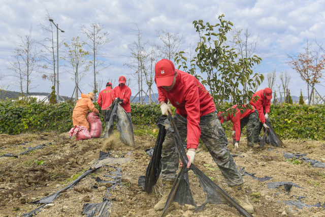 해병대 장병들이 가을철 농가 일손 돕기에 구슬땀을 흘리고 있다. 해병대 1사단 제공.