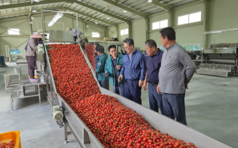 경북 공동영농, 농가소득 3배 늘렸다…