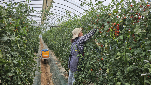 봉화재산지구의 시설 방울 토마토 이모작. 경북도 제공.