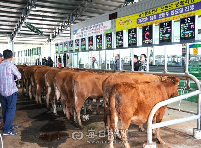 스마트 플랫폼 구축사업이 완료된 영천축협 가축경매시장. 매일신문DB