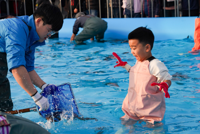죽변항 수산물축제에 참가한 아빠와 아이가 맨손으로 활어를 잡고 있다. 울진군 제공