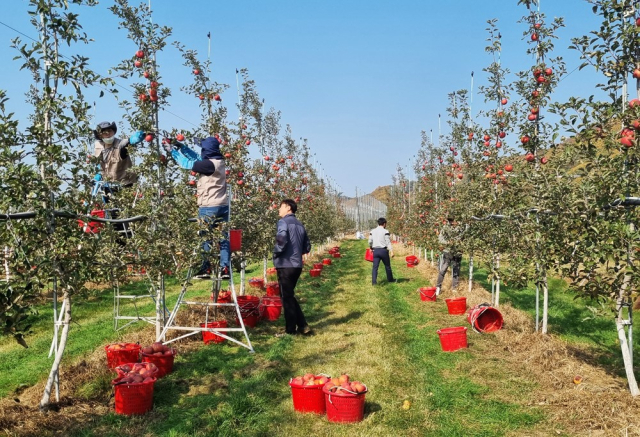 안동시는 디지털 농업, 청년농업인 육성, 친환겨 ㅇ농업 전환, 농업 융복합 산업 등 농업 활성화를 위한 4대축 정책 추진에 나서고 있다. 안동시 제공