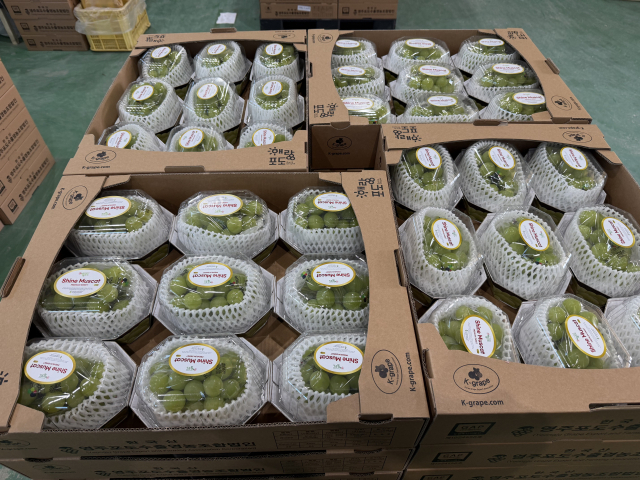 선적을 기다리는 영주 샤인머스캣 포도. 영주시 제공