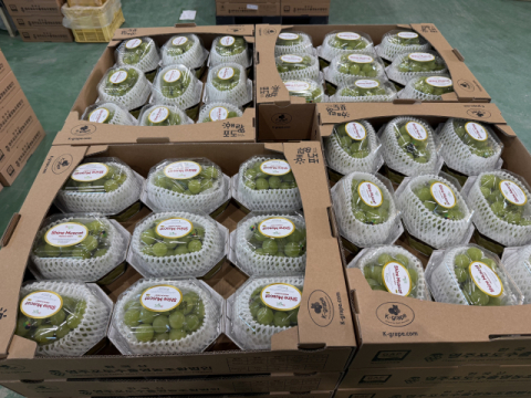 영주시, 샤인머스캣 대만 수출로 해외시장 개척 박차