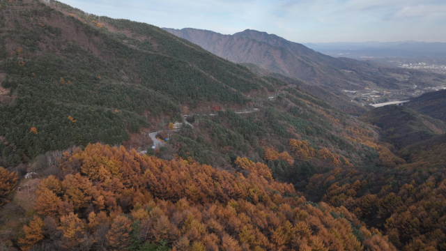 소백산이 가을 단풍으로 타들어 가고 있다(소백산 죽령 고개에서 드론으로 촬영). 영주시 제공